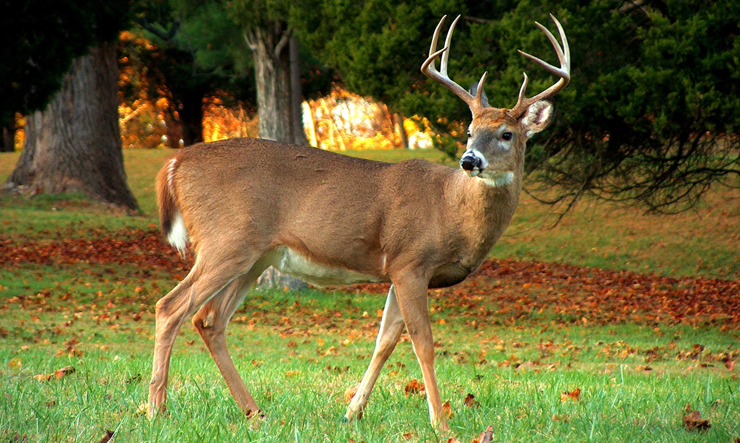 deer1
