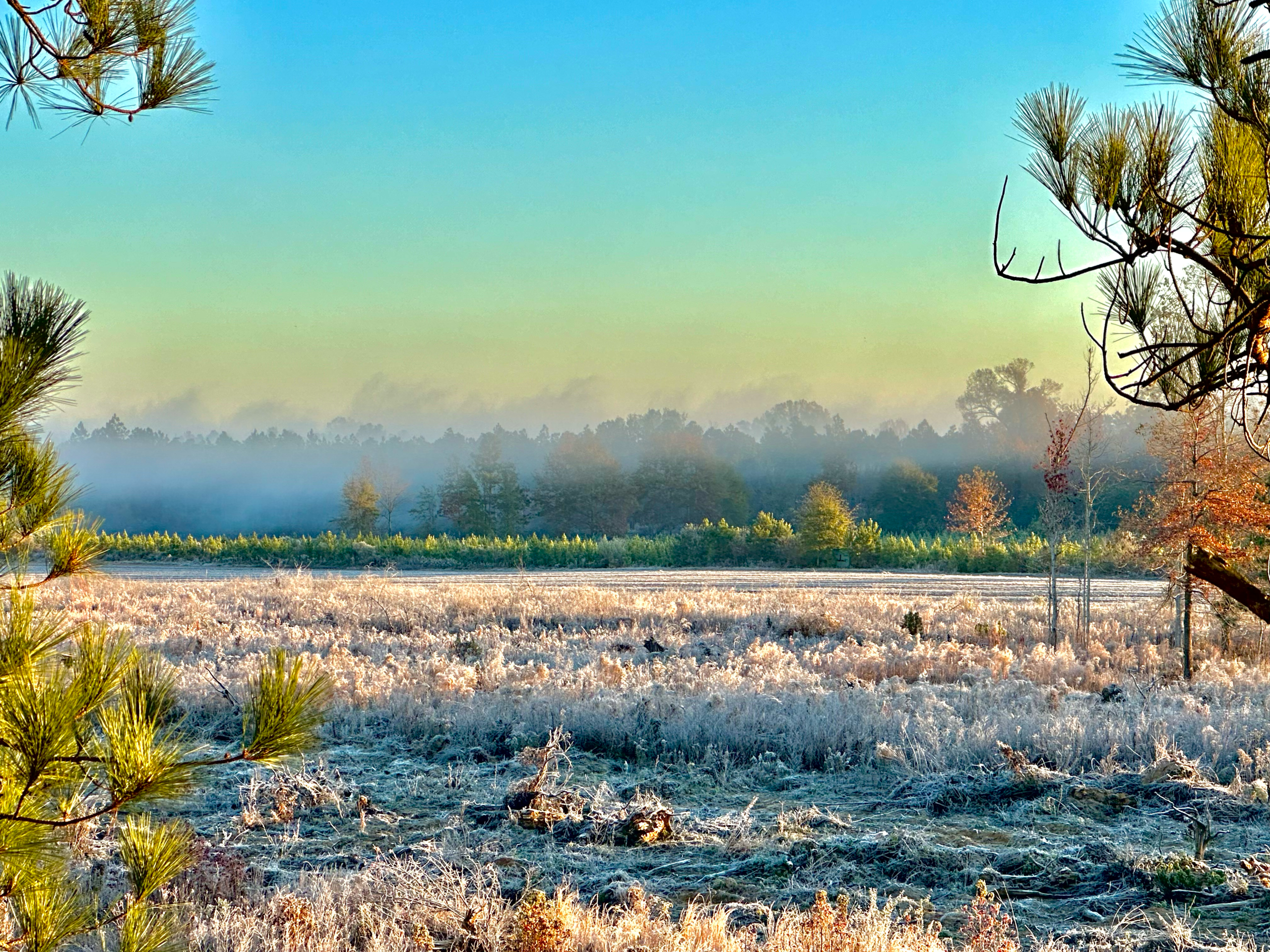 Alabama deer hunting